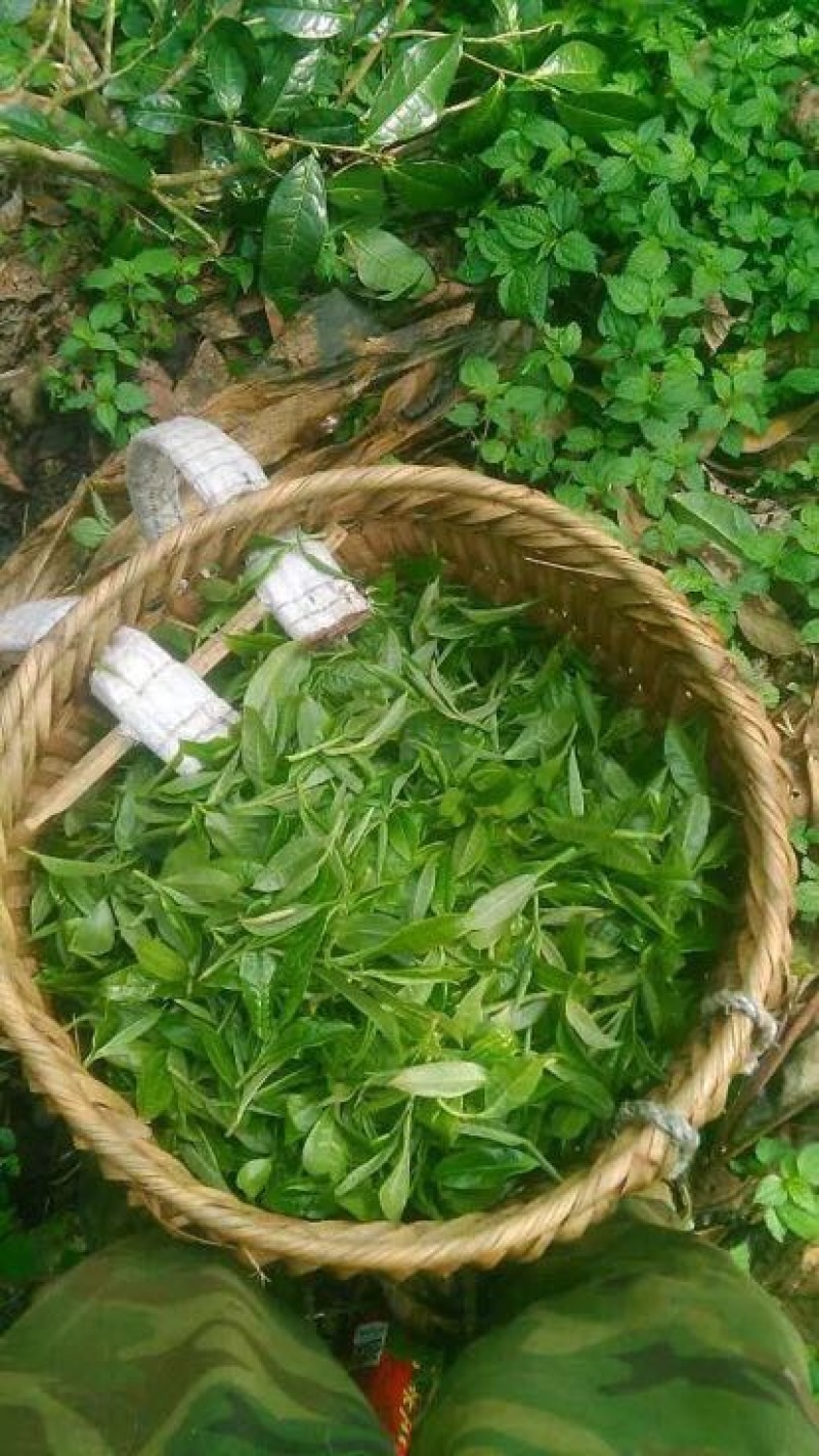 百年大树茶