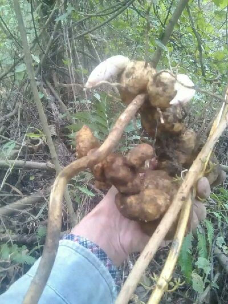 甜黄精姜型黄精甜统个
