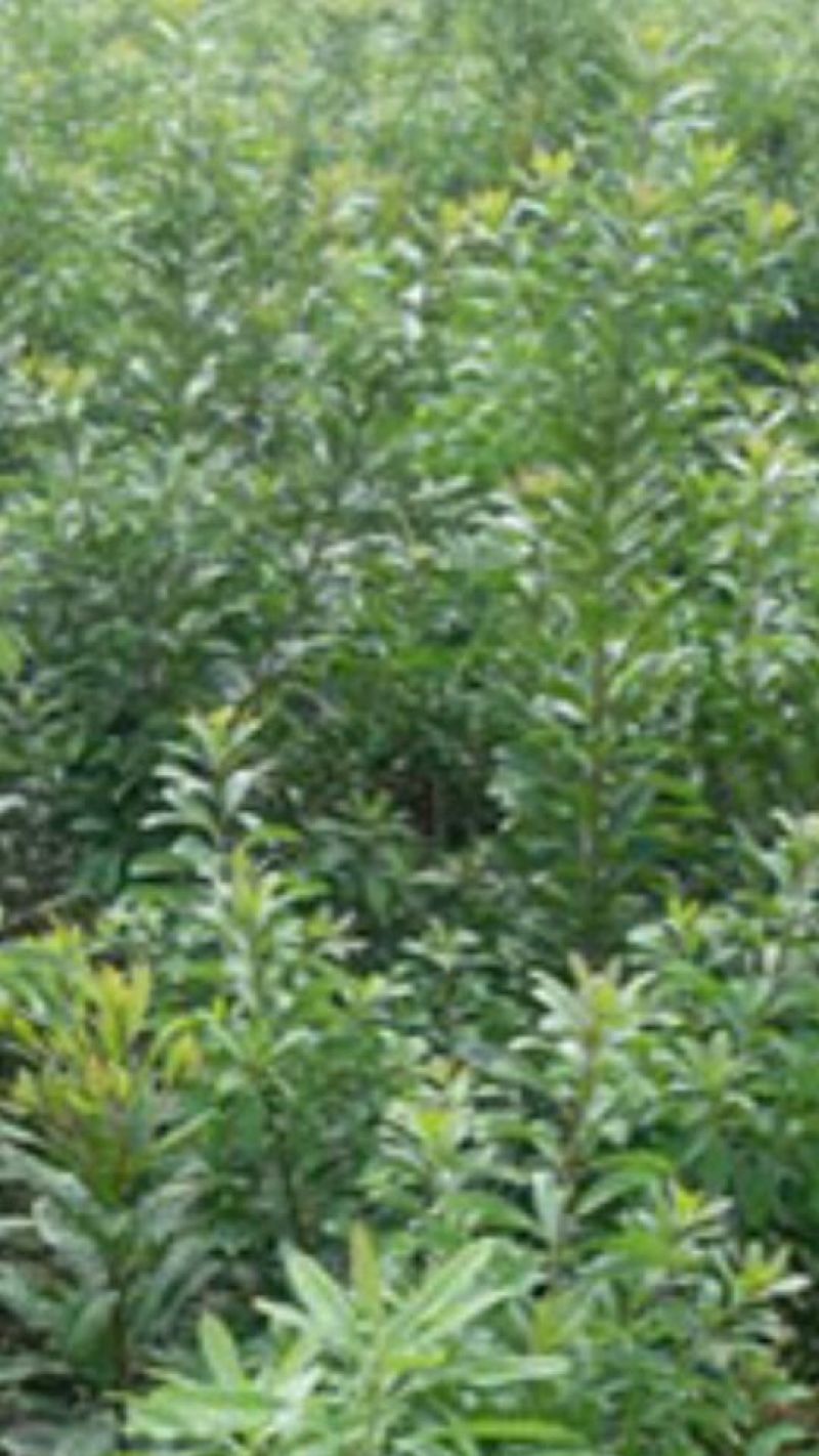 杨梅树苗1~250~100cm