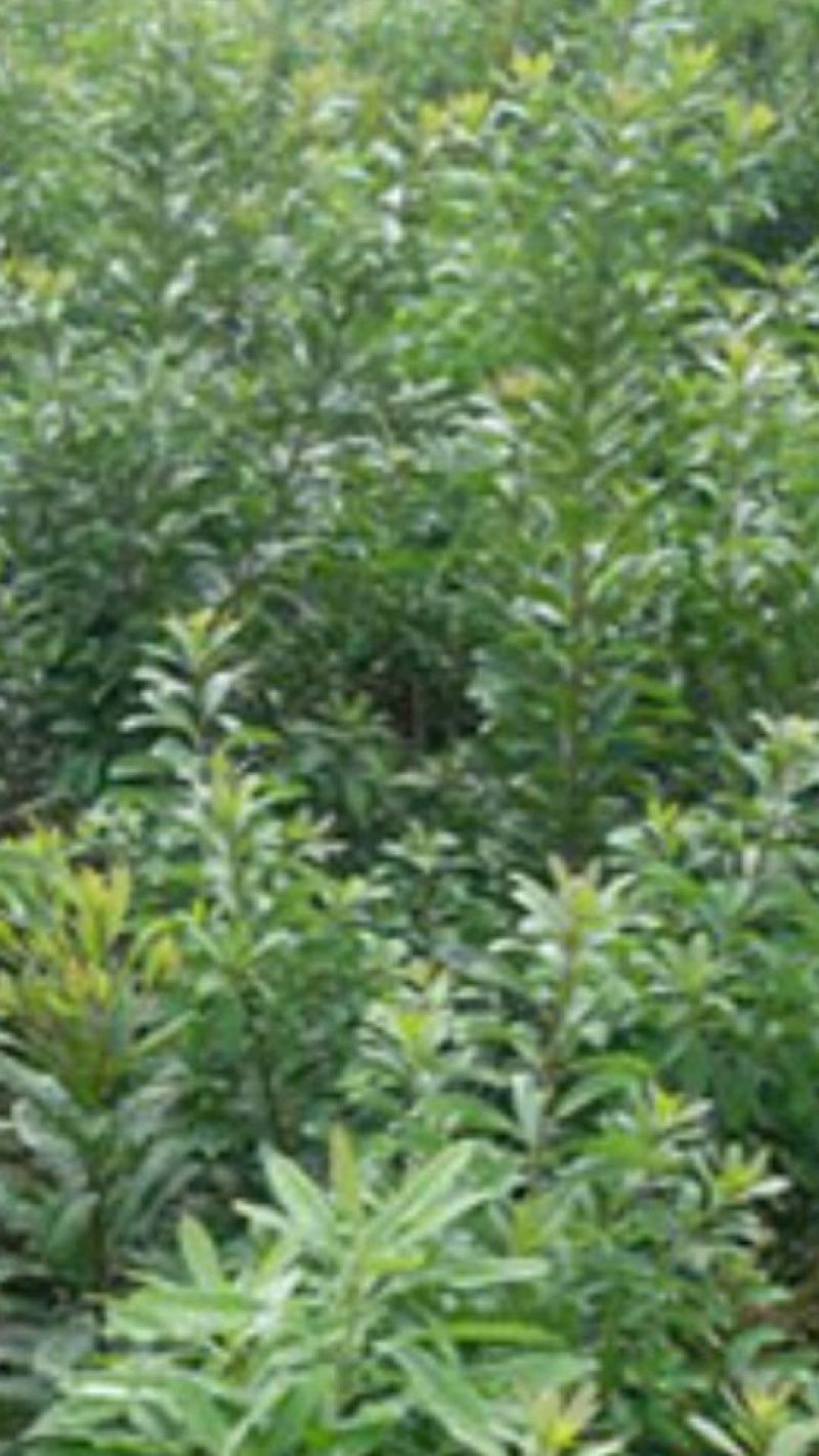 杨梅树苗1~250~100cm