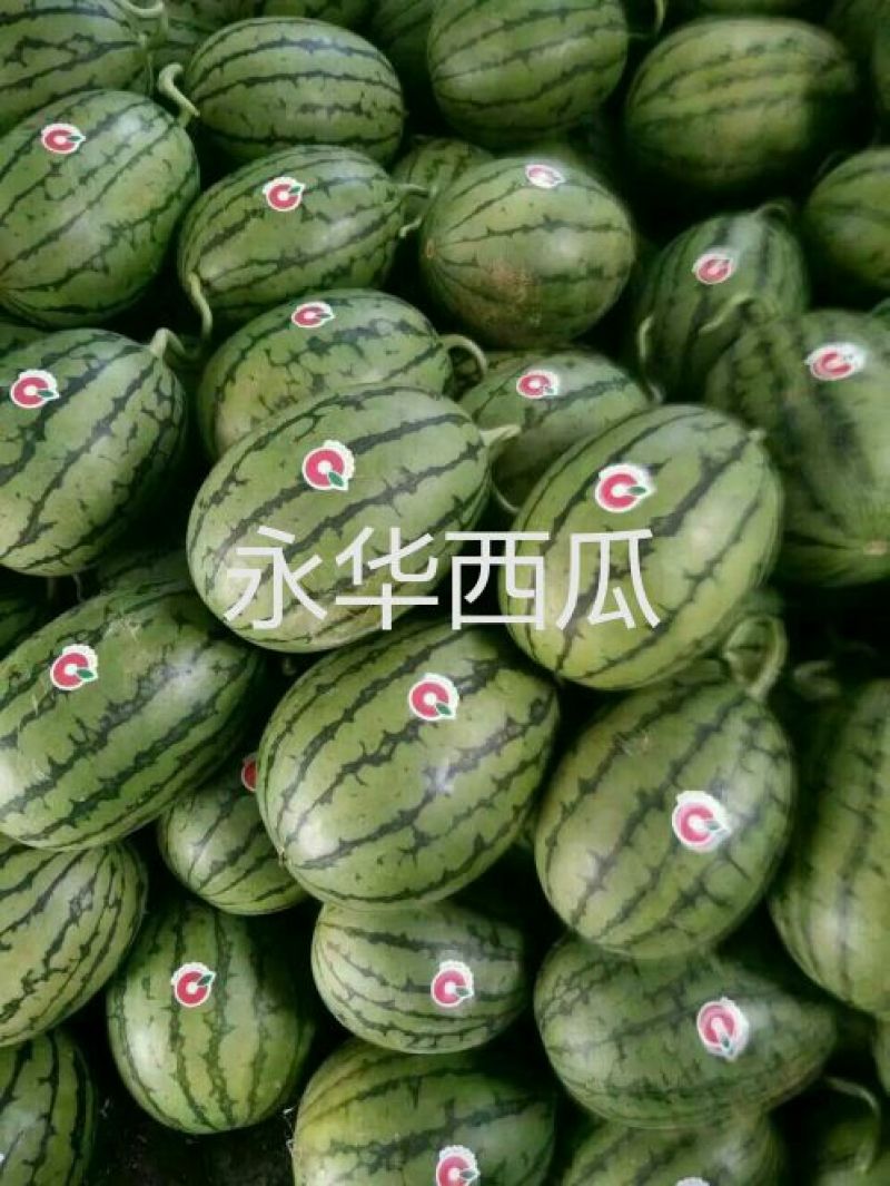全美2K西瓜冰淇淋小糖丸牛奶爆瓜早春红玉L600