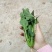 菠菜15~20厘米万亩产地直发现采现发量大优惠对接批发市场