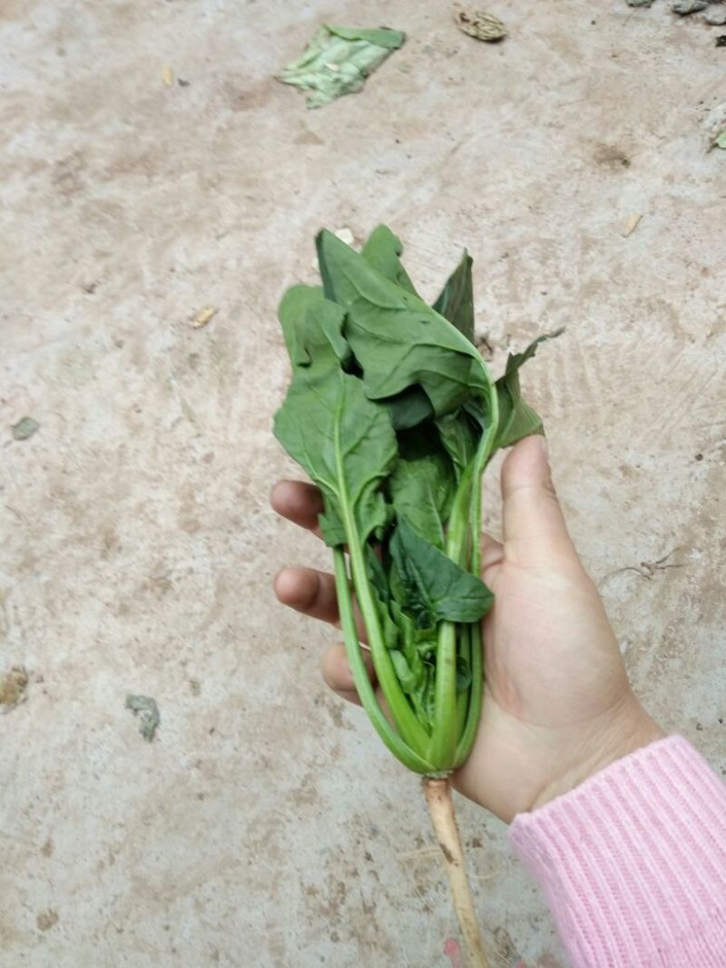 菠菜15~20厘米万亩产地直发现采现发量大优惠对接批发市场