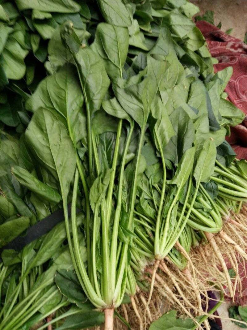 菠菜15~20厘米万亩产地直发现采现发量大优惠对接批发市场