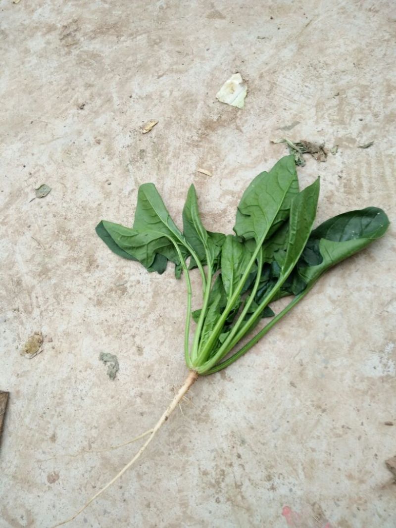 菠菜15~20厘米万亩产地直发现采现发量大优惠对接批发市场