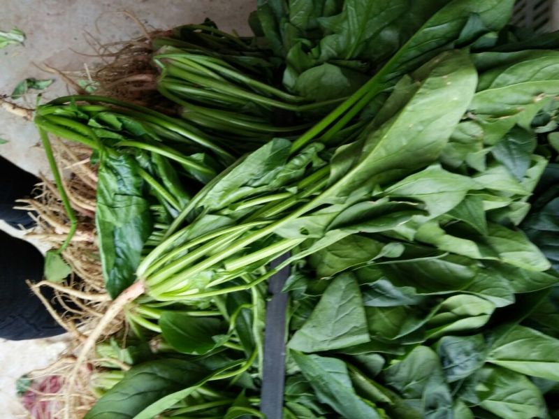 菠菜15~20厘米万亩产地直发现采现发量大优惠对接批发市场