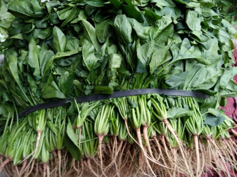 菠菜15~20厘米万亩产地直发现采现发量大优惠对接批发市场