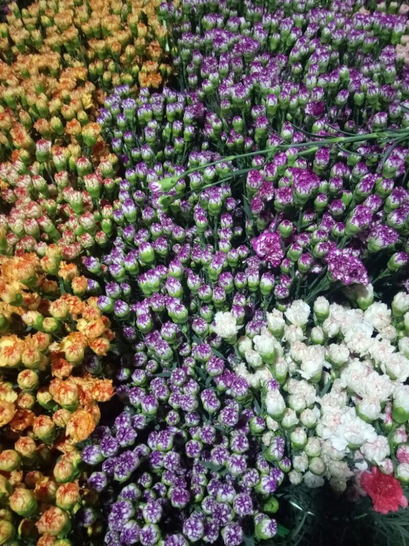 康乃馨鲜切花