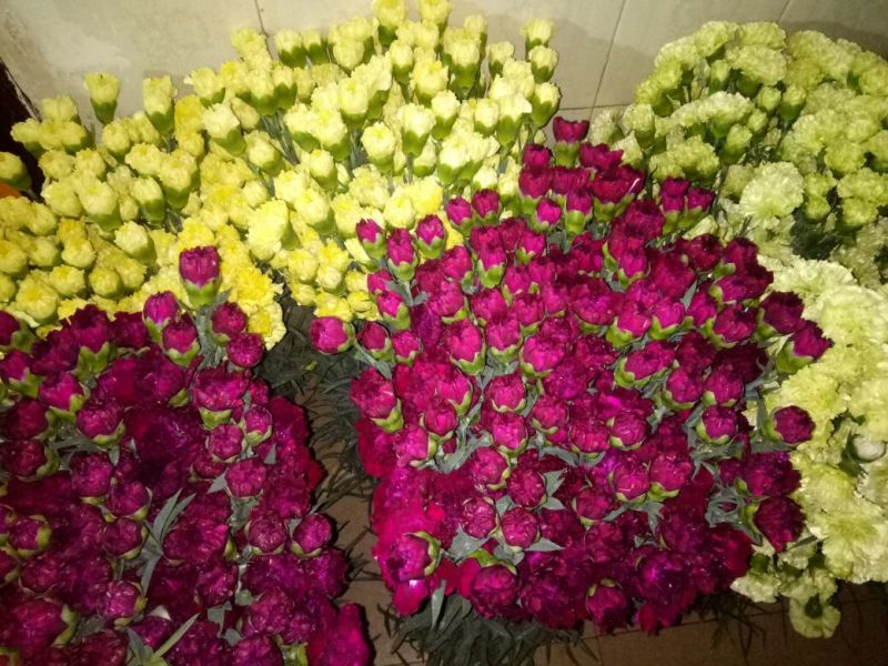 康乃馨鲜切花