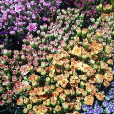 康乃馨鲜切花