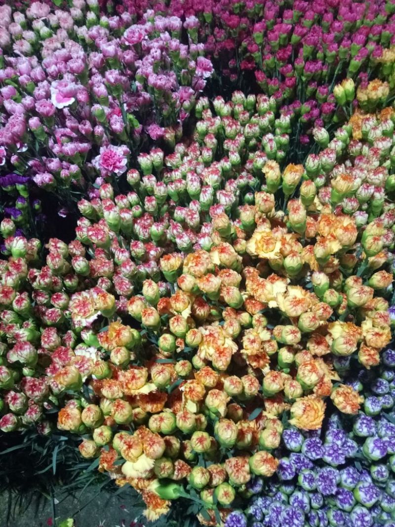 康乃馨鲜切花