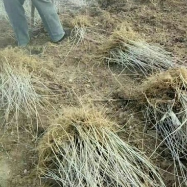 连翘苗30~40cm