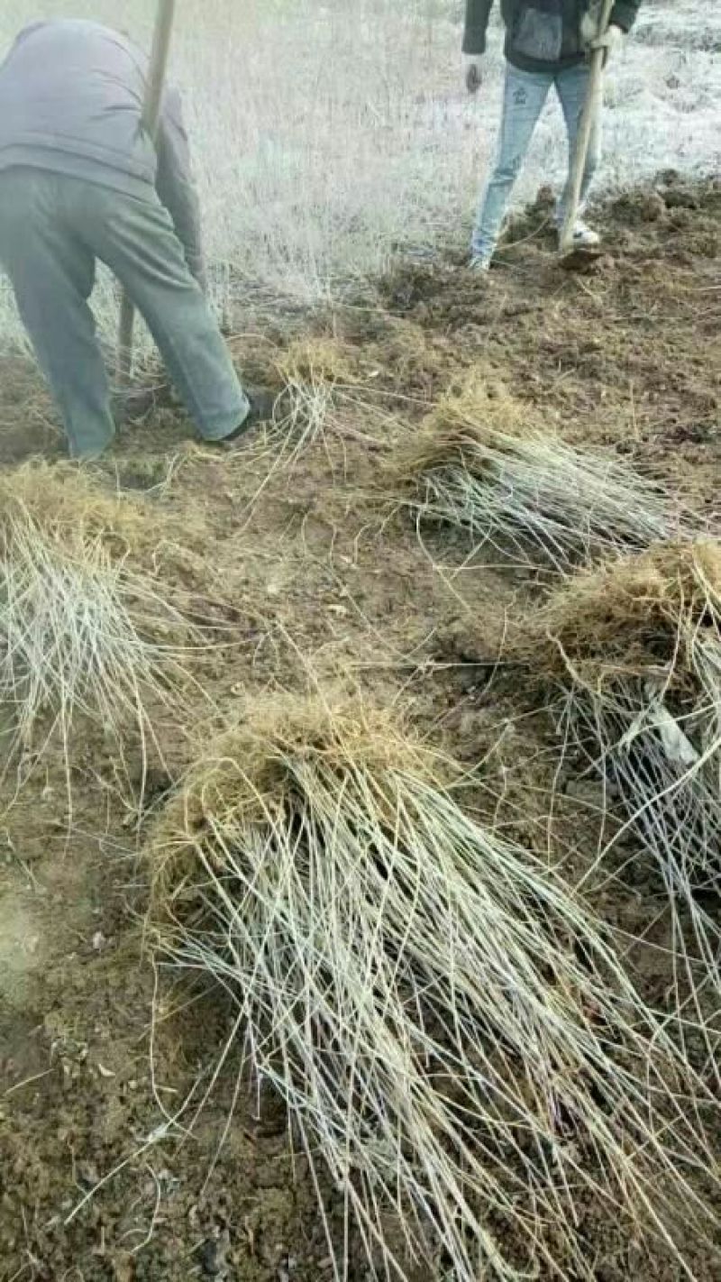 连翘苗30~40cm