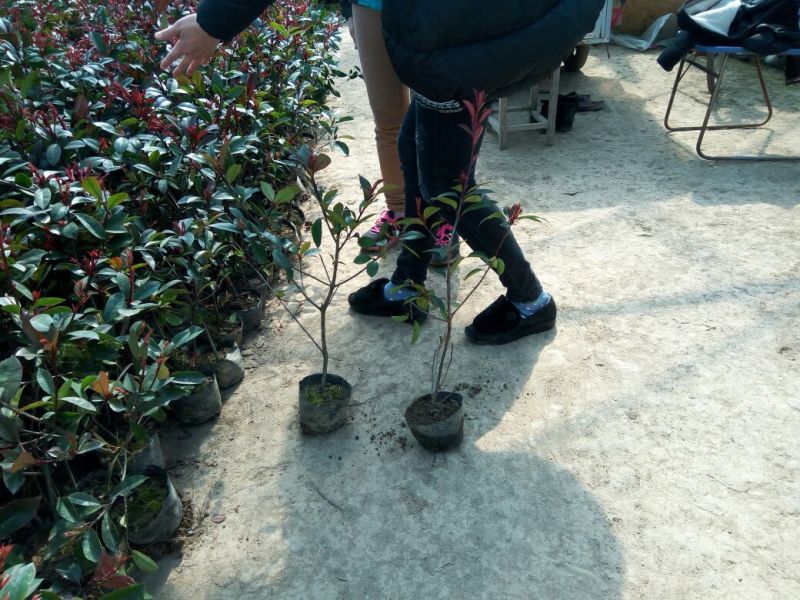 红叶石楠2cm以下4cm以下0.5米以下