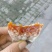 柿饼1~2两