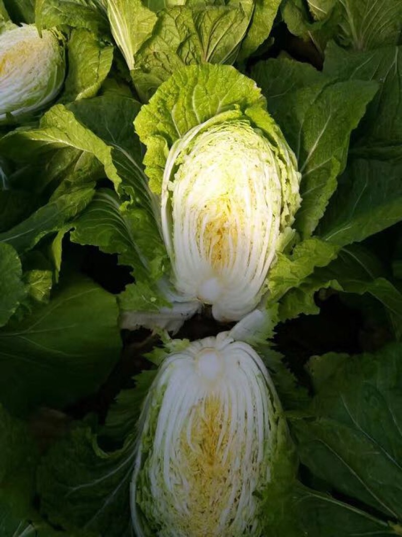 山东青州春季大白菜已经大量上市，欢迎前来选购