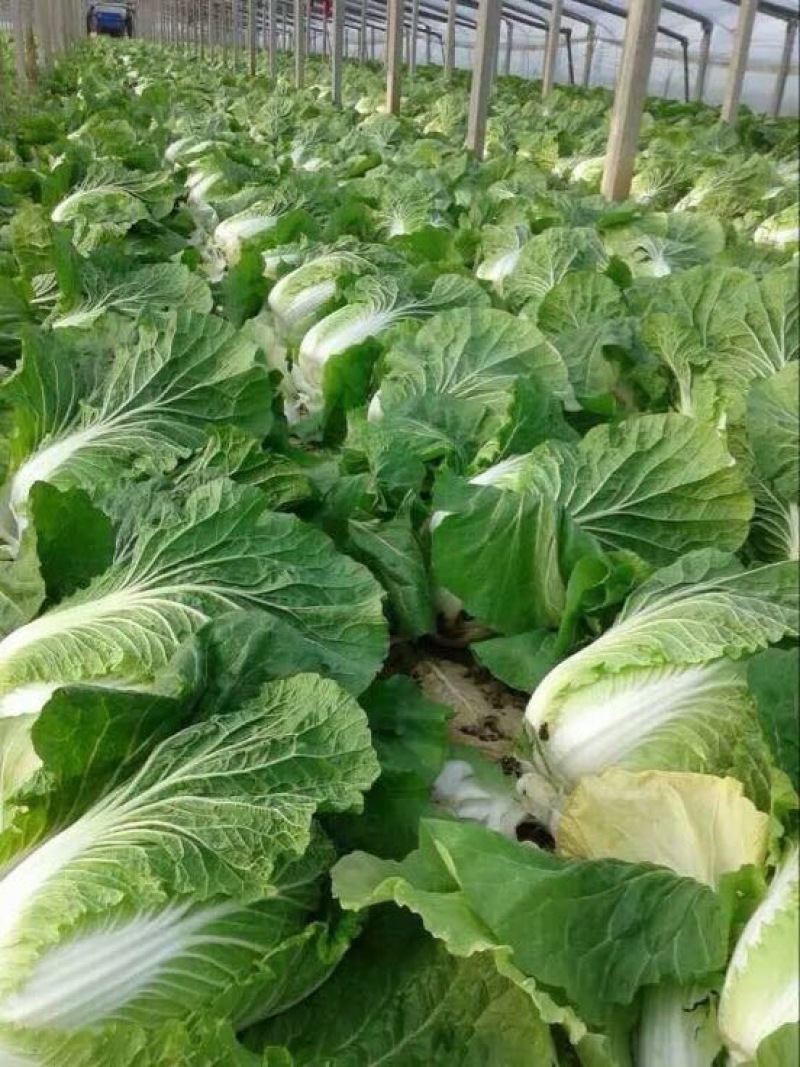 山东青州春季大白菜已经大量上市，欢迎前来选购