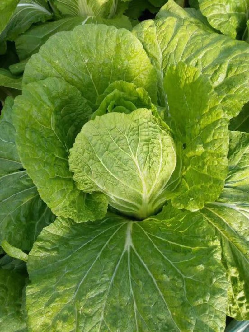 山东青州春季大白菜已经大量上市，欢迎前来选购