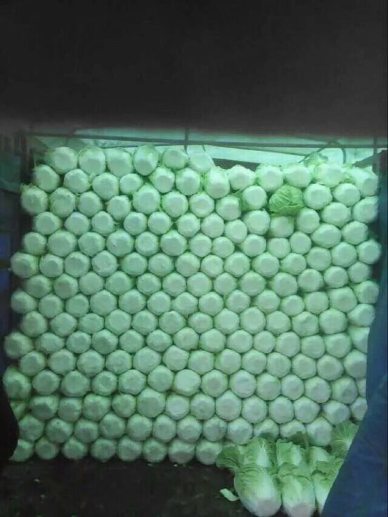 山东青州春季大白菜已经大量上市，欢迎前来选购