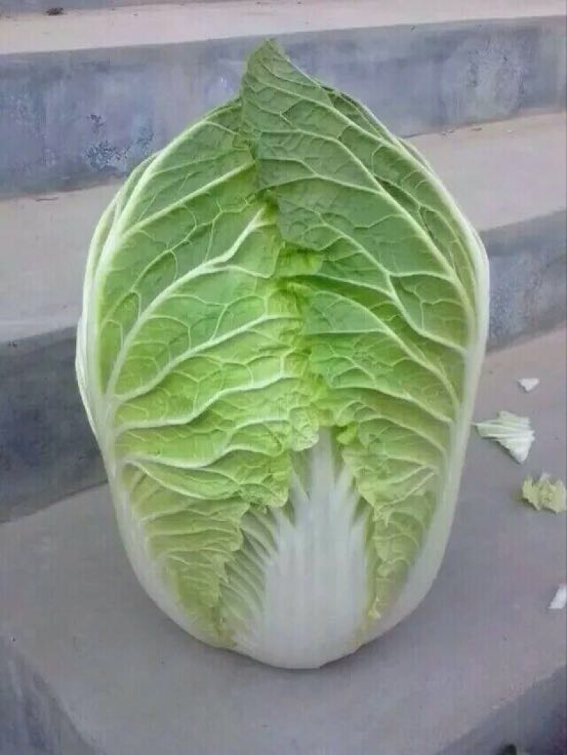 山东青州春季大白菜已经大量上市，欢迎前来选购