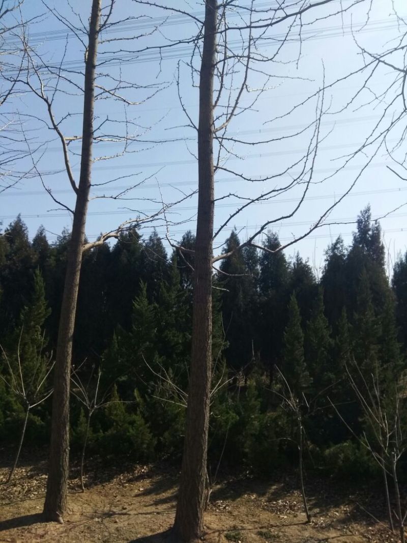 银杏桩10~15cm
