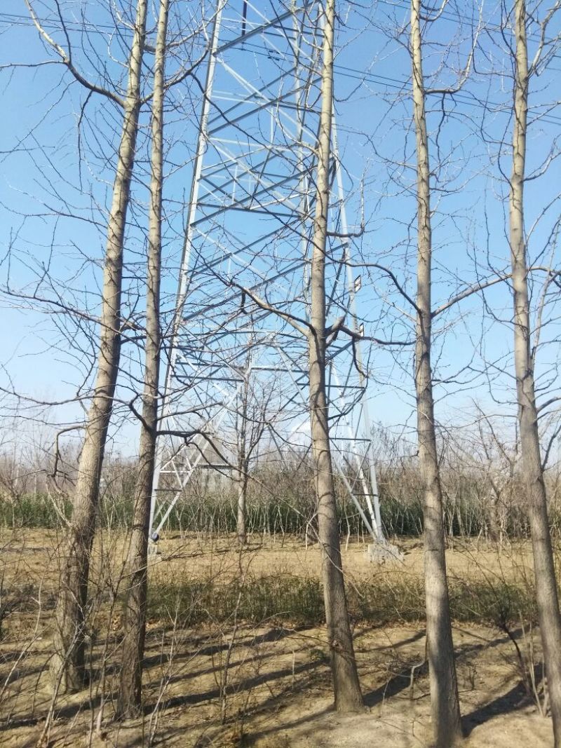 银杏桩10~15cm