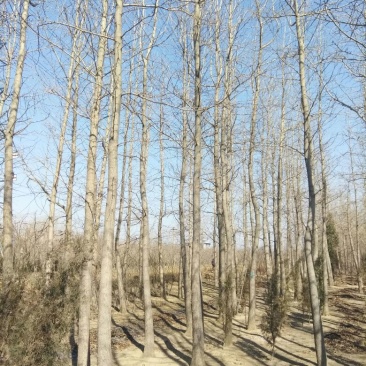 银杏桩10~15cm