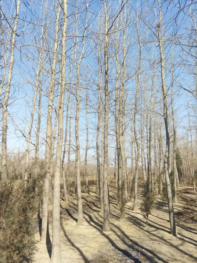 银杏桩10~15cm