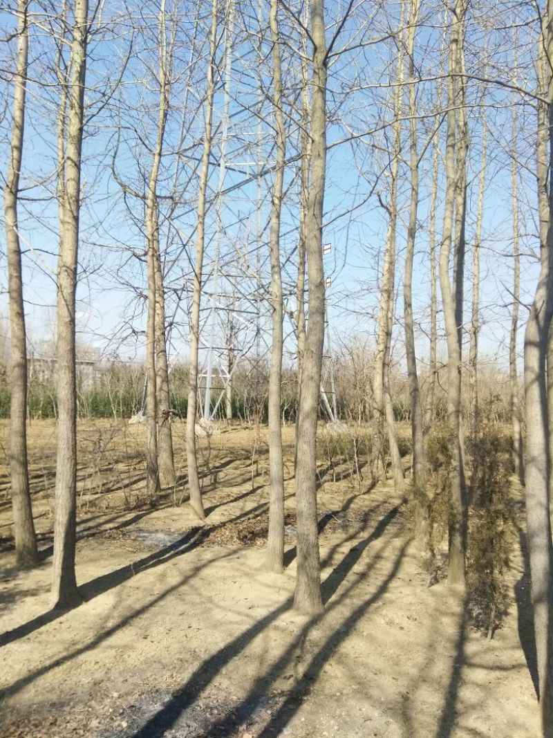 银杏桩10~15cm