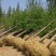 银杏桩10~15cm