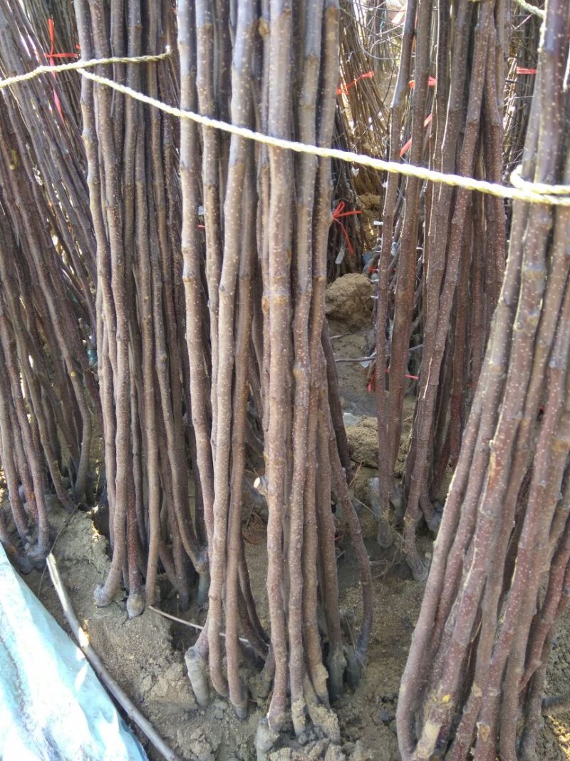 矮化红富士苹果苗苹果苗育苗基地苹果苗山东新品种苹果苗