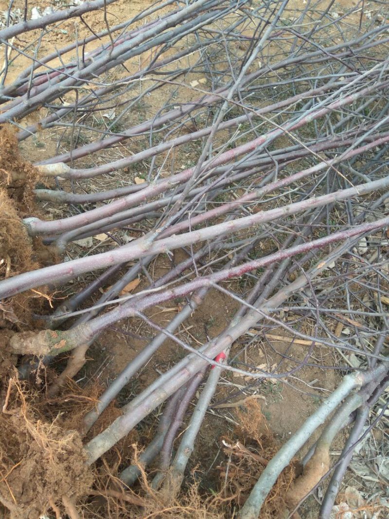 矮化红富士苹果苗苹果苗育苗基地苹果苗山东新品种苹果苗
