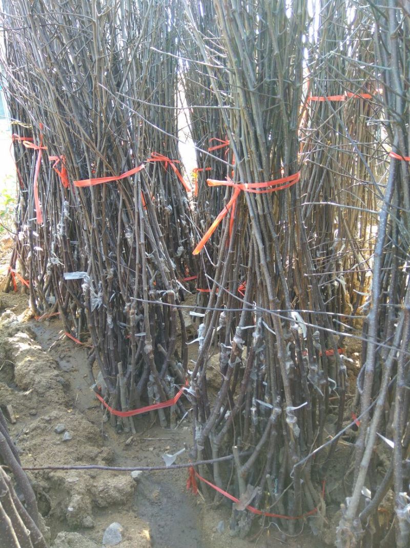 矮化红富士苹果苗苹果苗育苗基地苹果苗山东新品种苹果苗