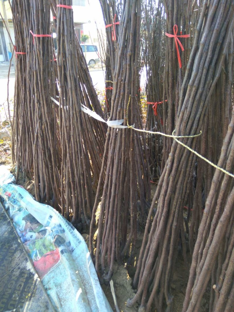 矮化红富士苹果苗苹果苗育苗基地苹果苗山东新品种苹果苗