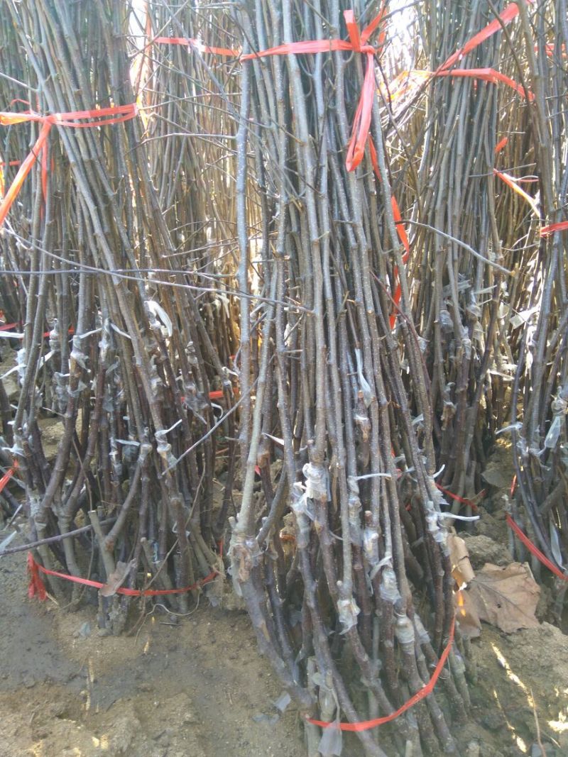 矮化红富士苹果苗苹果苗育苗基地苹果苗山东新品种苹果苗