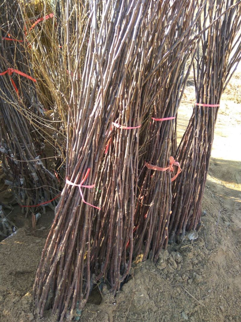 矮化红富士苹果苗苹果苗育苗基地苹果苗山东新品种苹果苗