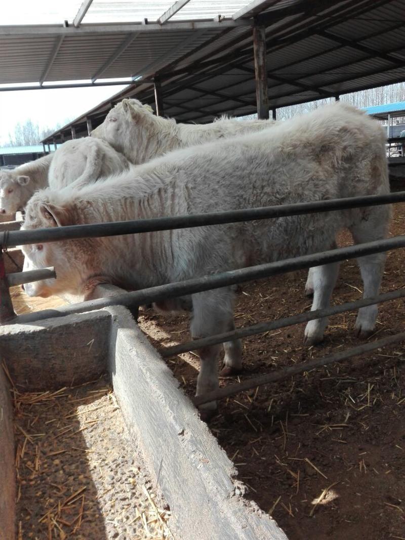 夏洛莱牛200~300斤，纯种夏洛莱牛长势快，好饲养