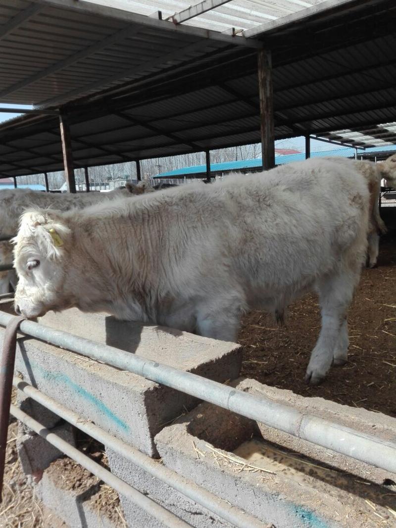 夏洛莱牛200~300斤，纯种夏洛莱牛长势快，好饲养