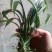 生氧草