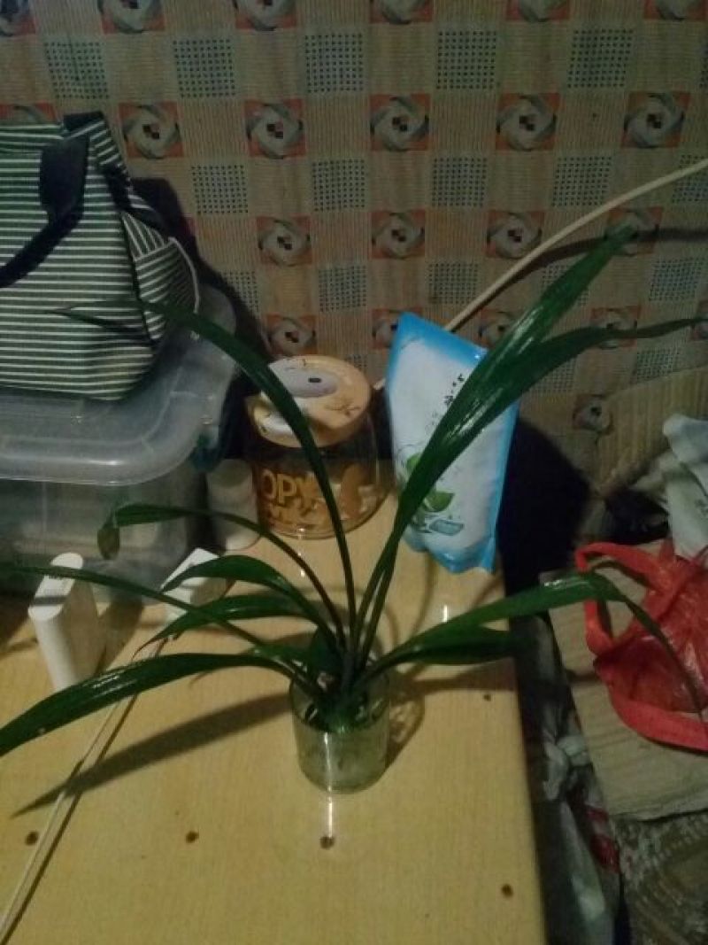生氧草