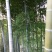绿竹6~7m
