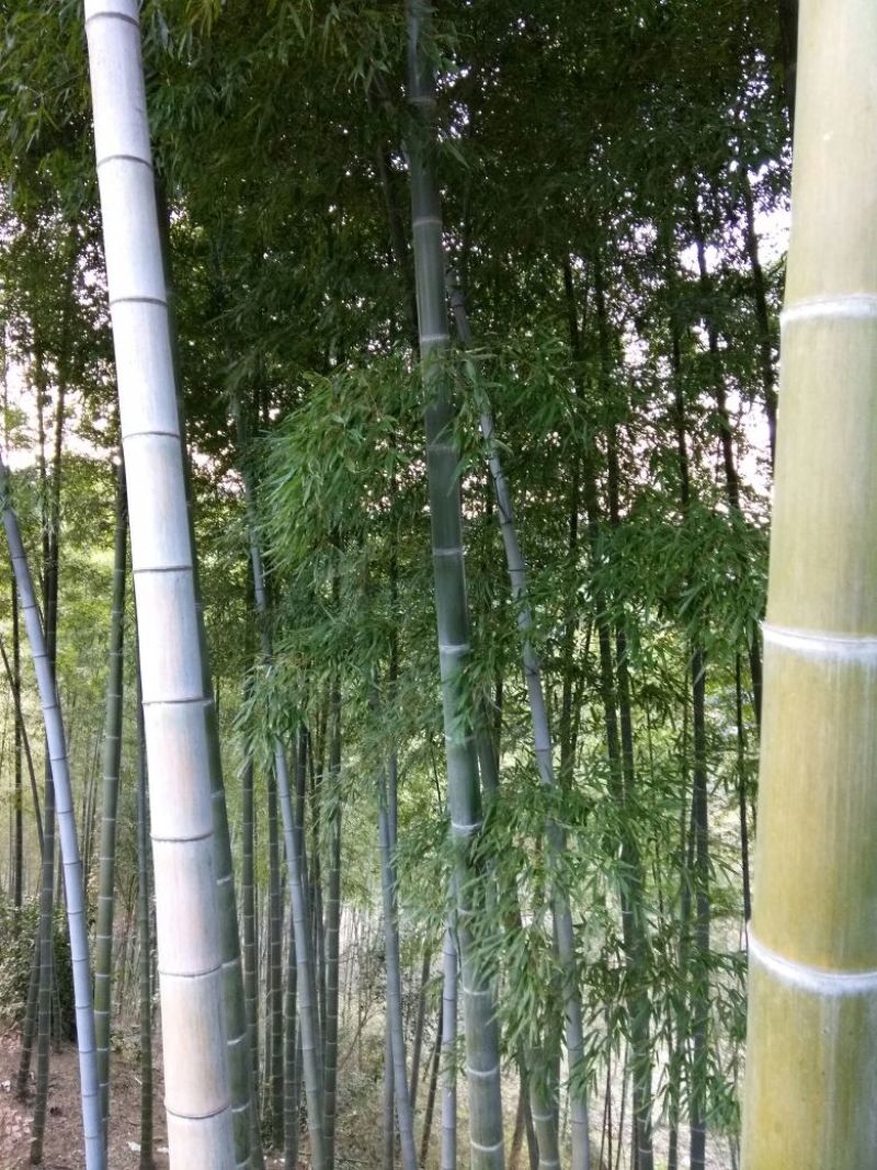 绿竹6~7m