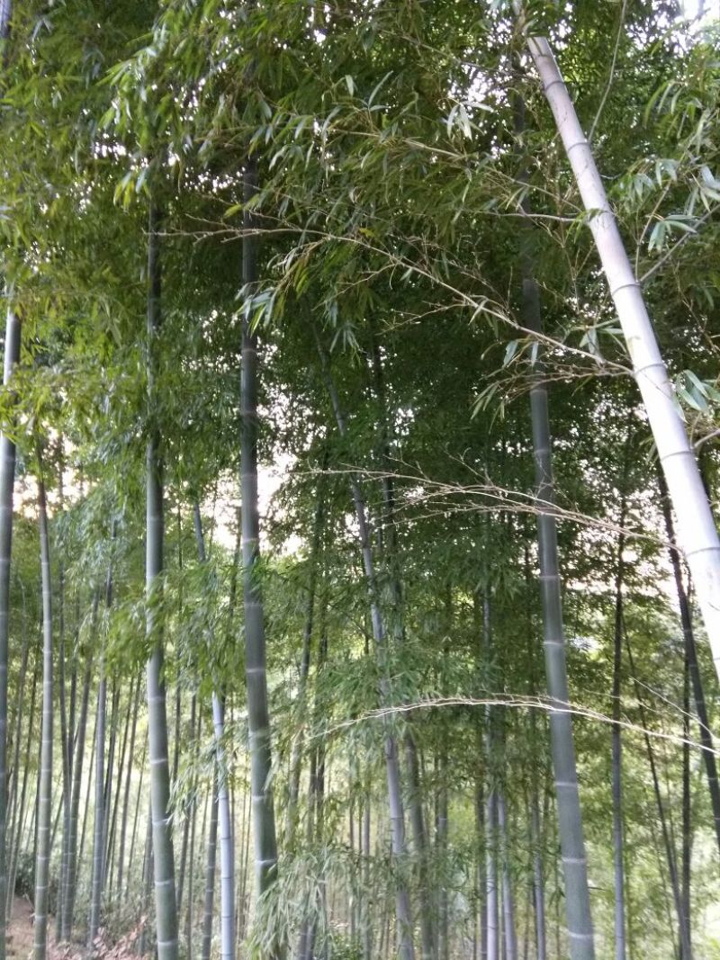 绿竹6~7m