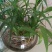 生氧草