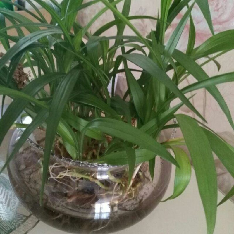 生氧草