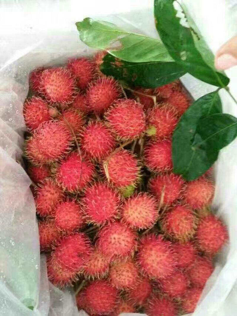 毛丹2cm以上