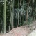 竹子10~11m