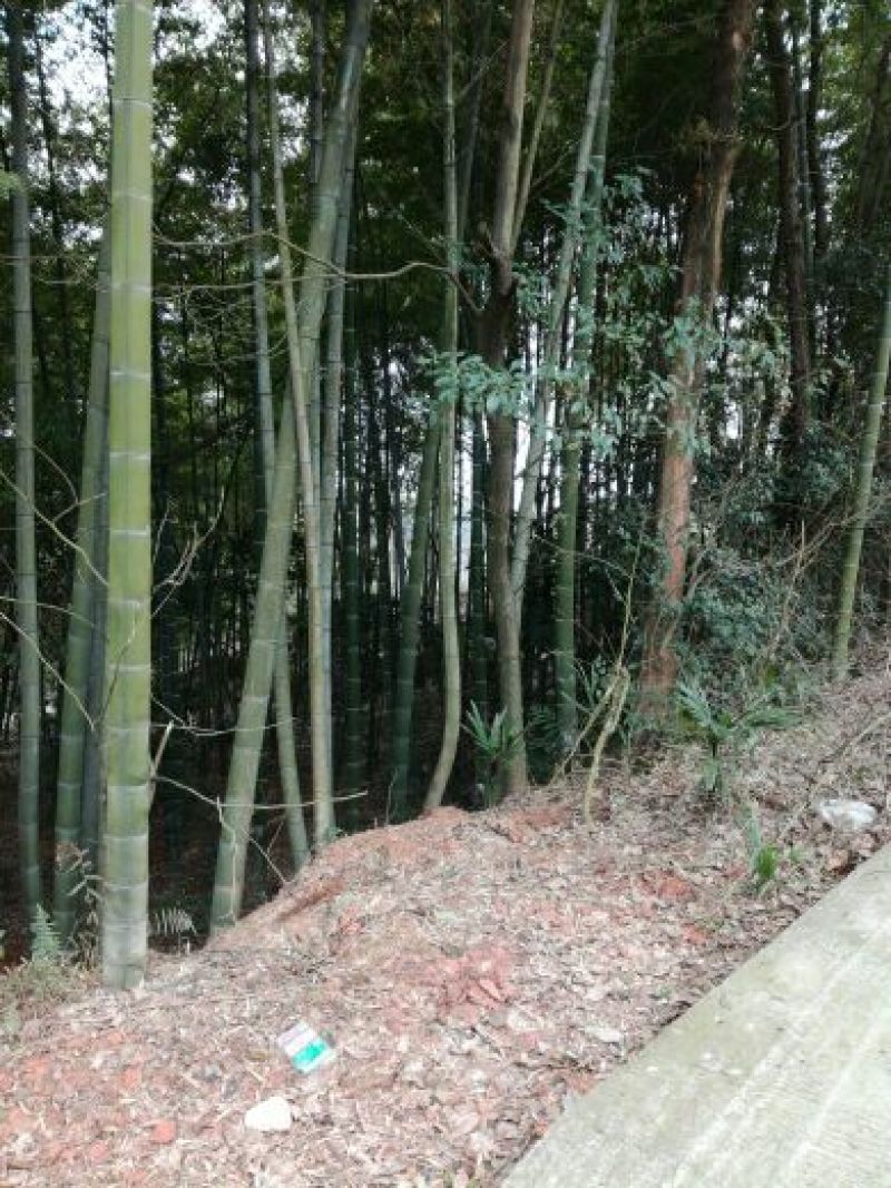 竹子10~11m