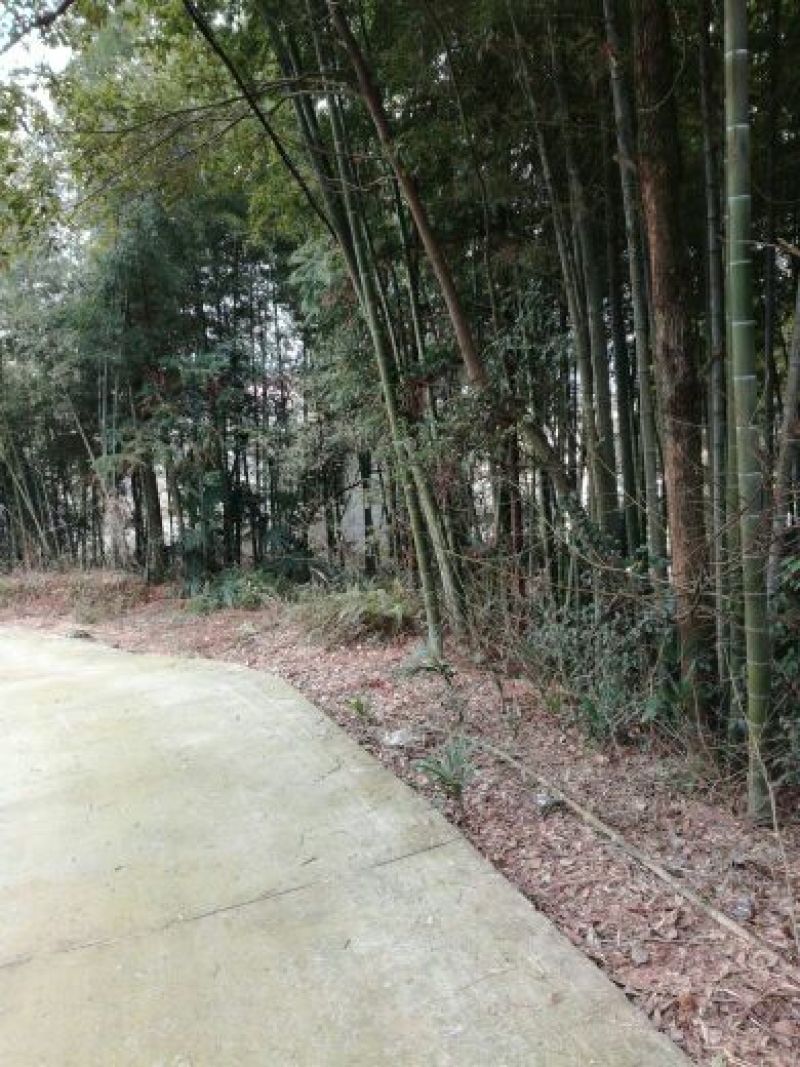 竹子10~11m