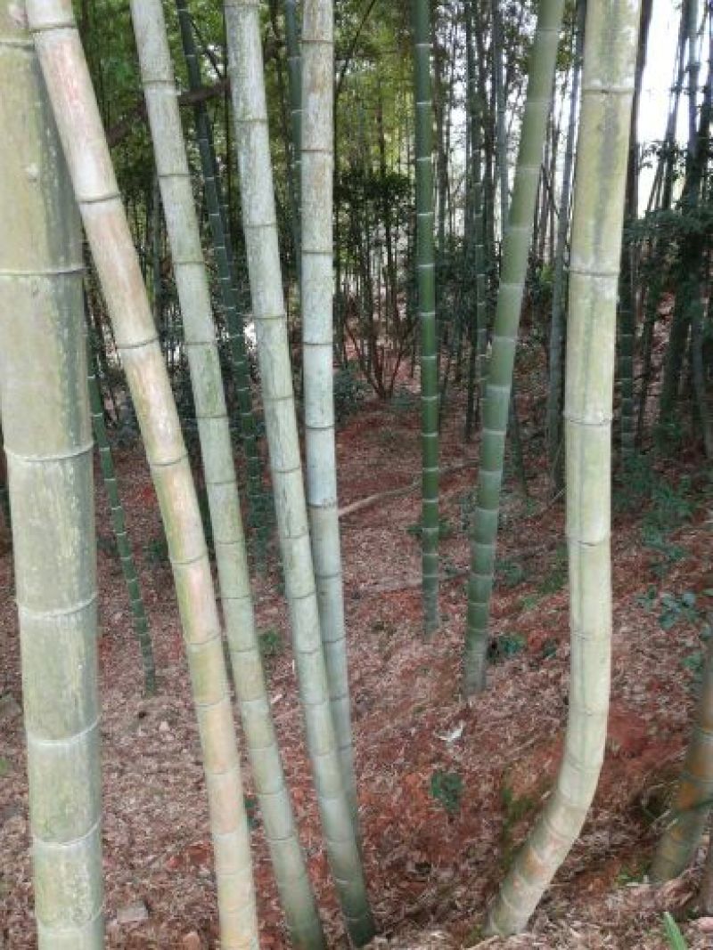 竹子10~11m